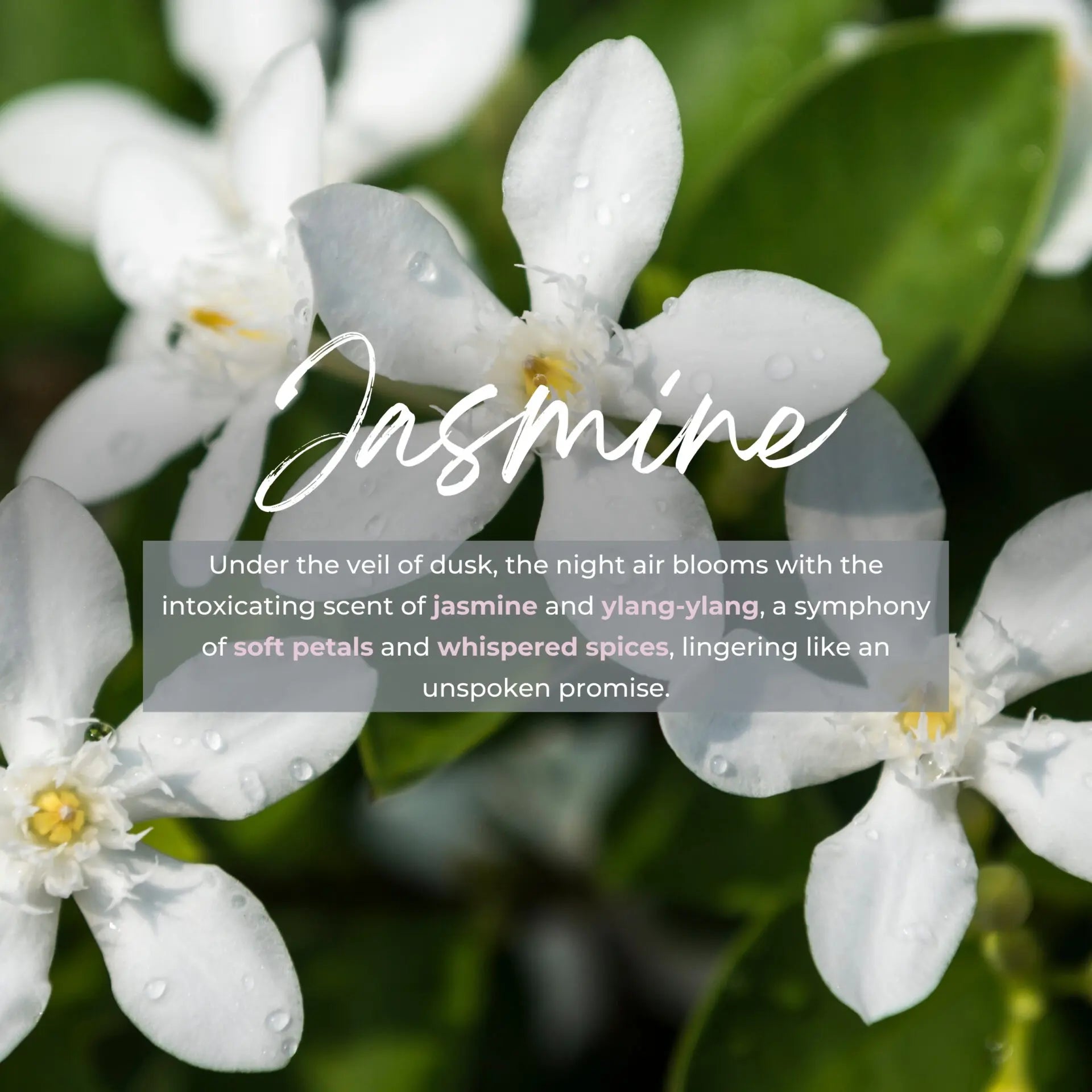 Durance Jasmine Reed Diffuser 100ml